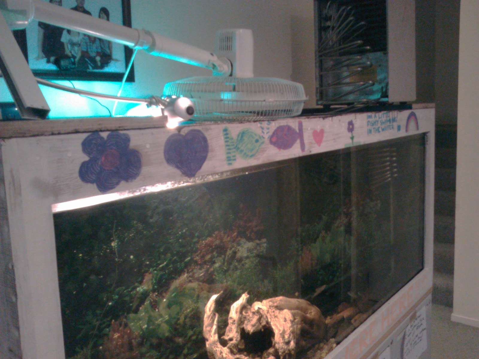 diy plywood aquarium