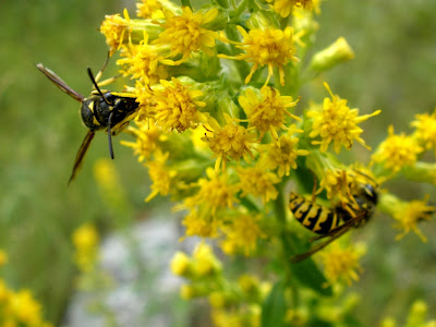 yellow hornets and goldenrod