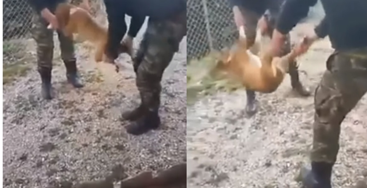 Έρευνα διέταξε το ΓΕΣ για τους οπλίτες που πέταξαν σκύλο σε γκρεμό στην Κόνιτσα Έρευνα διέταξε το ΓΕΣ για τους οπλίτες που πέταξαν σκύλο σε γκρεμό στην Κόνιτσα