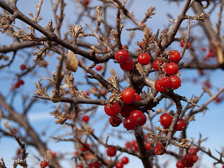Buffaloberry Buffaloberry