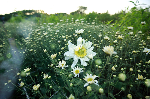 [Image: ha-noi-dep-tinh-khoi-mua-cuc-hoa-mi-2.jpg]
