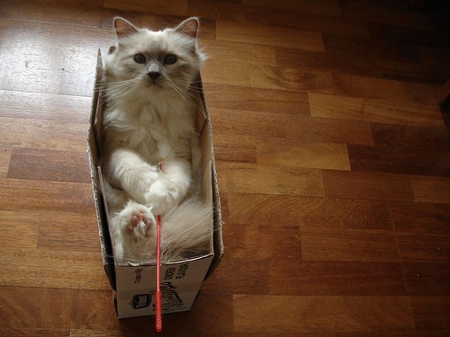 cats in boxes, cats and boxes, cute cat pictures
