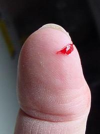 Pesky Finger Cut?