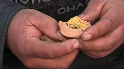 hyukmariitasehat.blogspot.com virgin boy eggs