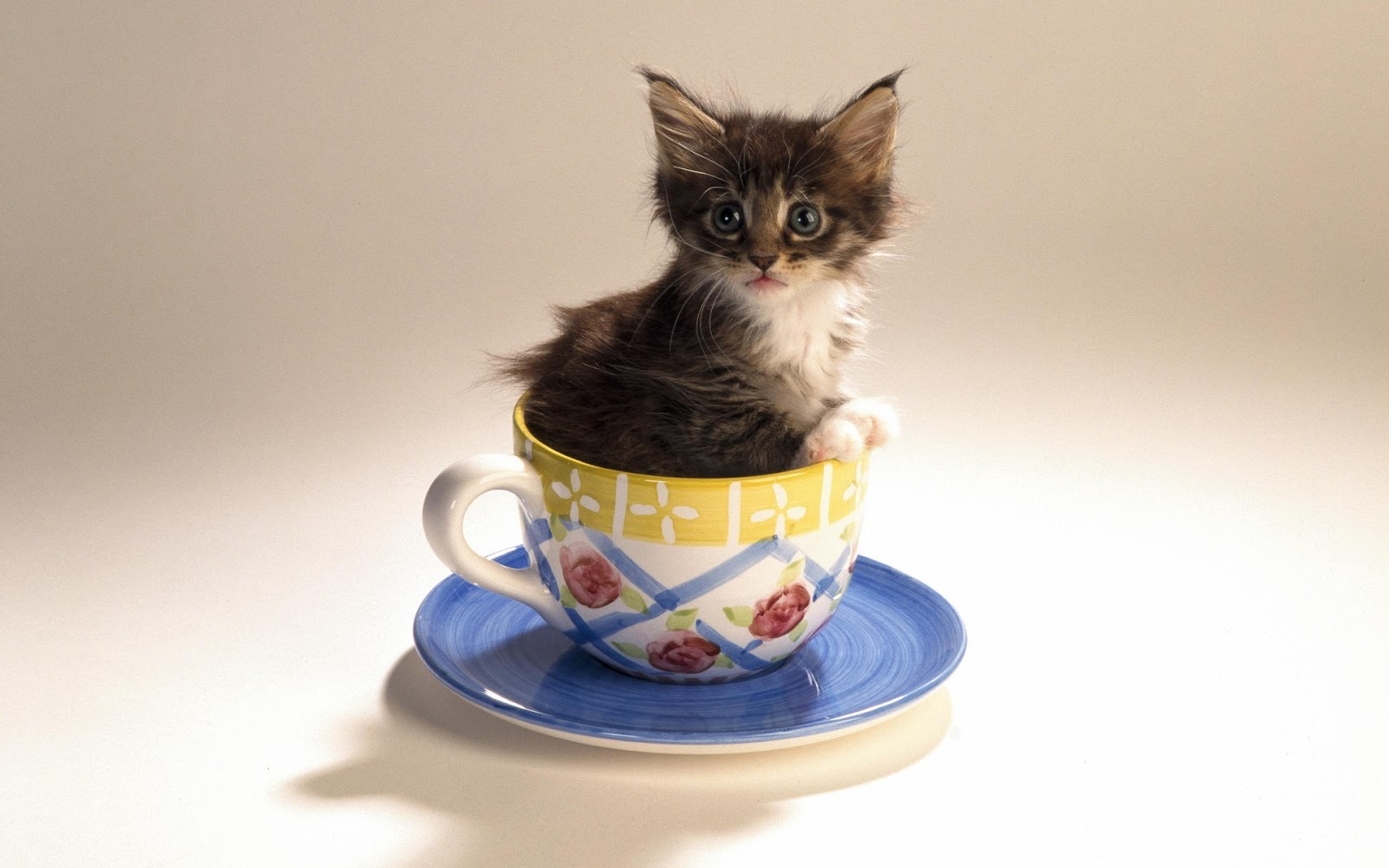 Featured image of post Hintergrundbilder Katzen Babys Einfach ihr hintergrundbild ausw hlen und kostenlos herunterladen