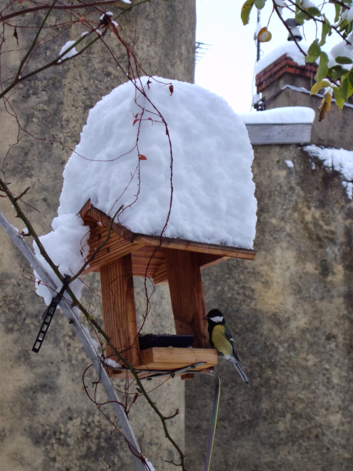 Votre jardin : le garde-manger des oiseaux en hiver