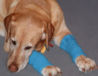 http://translate.googleusercontent.com/translate_c?depth=1&hl=es&rurl=translate.google.es&sl=en&tl=es&u=http://www.myrecycledbags.com/2012/02/18/crocheted-dog-leggings/&usg=ALkJrhhtWFbO2mcMrCmny3vYr8g1WDcbdw