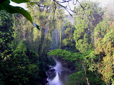 10 Negara Dengan Hutan Terluas di Dunia