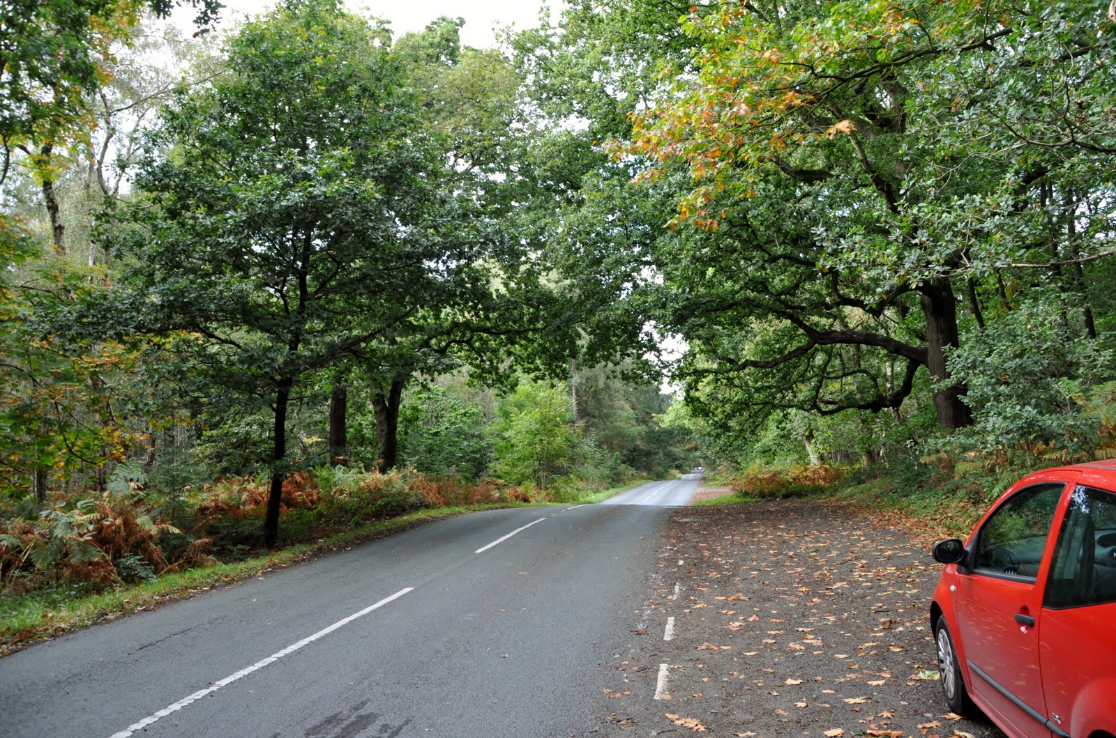 Download this Delamere Forest Autumn picture