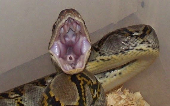 Bangjo Reptile: Mengobati Rubbing dan Sariawan Pada Retic