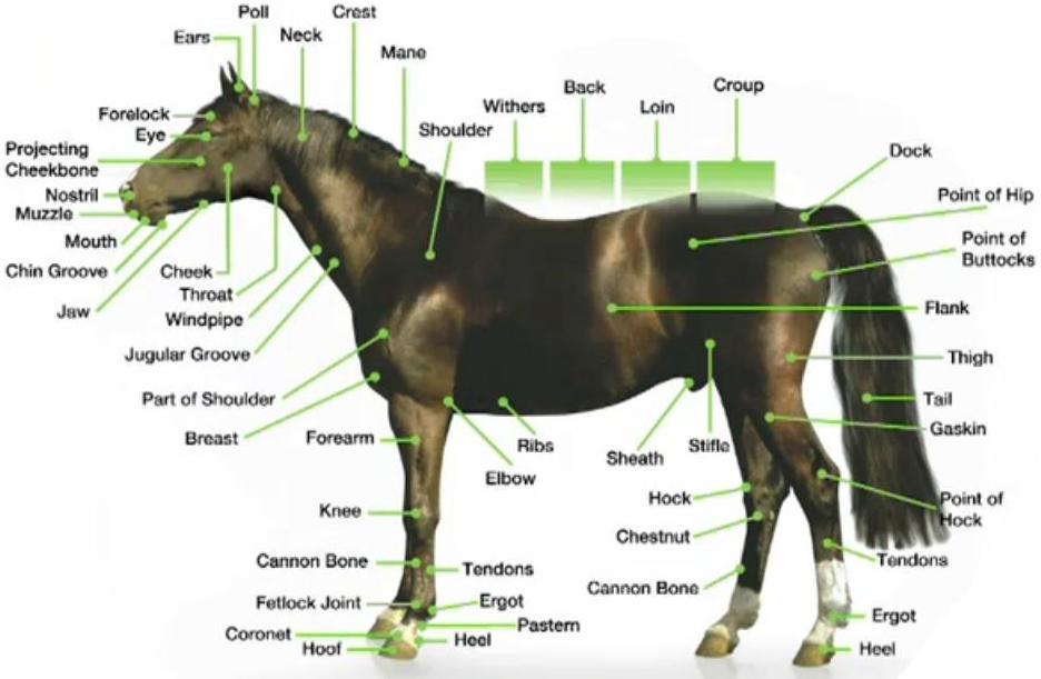 Horse Information from the  Points of a Horse