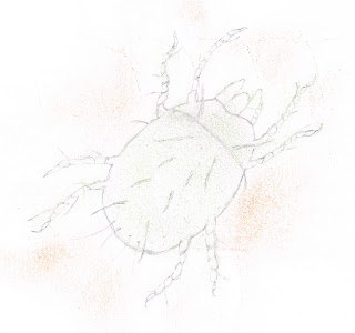 Illustration showing anatomy of a dust mite