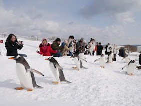 Gentoo penguins walk