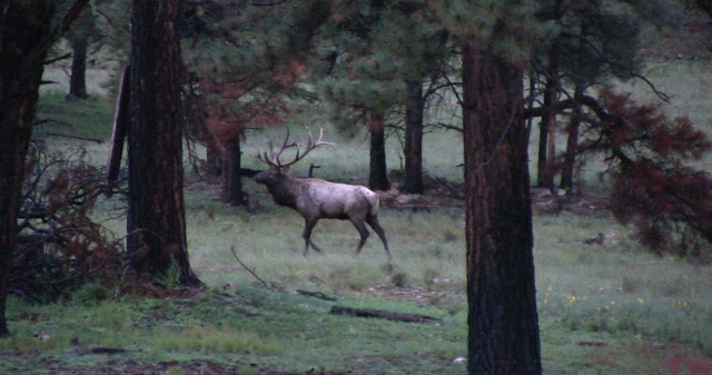 Elk+Hunting+Arizona+with+Colburn+and+Scott+Outfitters+9.12.12+4.jpg