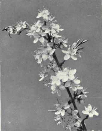 Prunus spinosa is a deciduous