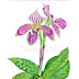 Botanical art...and the sale continues