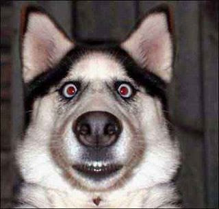 Funny DOG Pictures