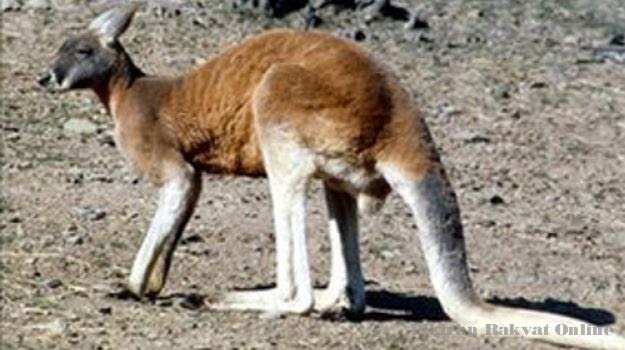 Wow! Seekor Kanguru Serang Seorang Nenek