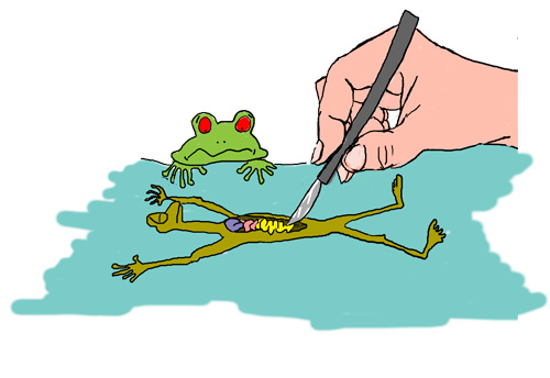 frog dissection essay frog dissection essay