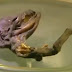 Scientist shocked after a mysterious “ALIEN” corpse found in Russia