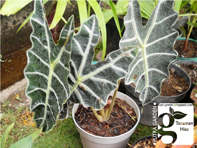 PUTRA GARDEN BALI: Tanaman Unik Keladi Hias di Denpasar Bali
