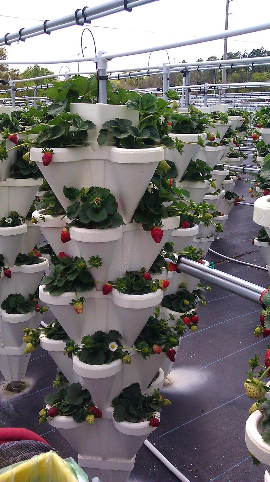 NaRaSaZ Hydroponic Farm Strawberry Picking