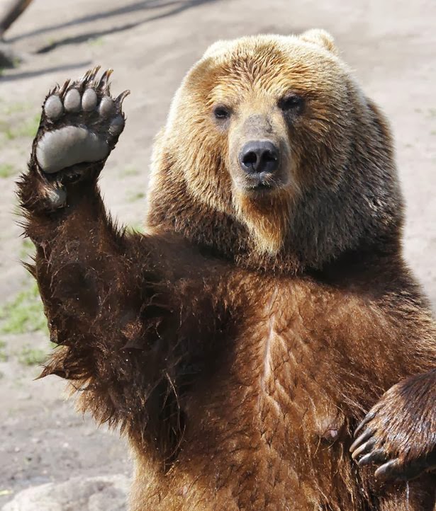 Brown-bear-female-and-its-children-play-with-a-ball-in-Kamchatka-Peninsula-Russia-801276.jpg