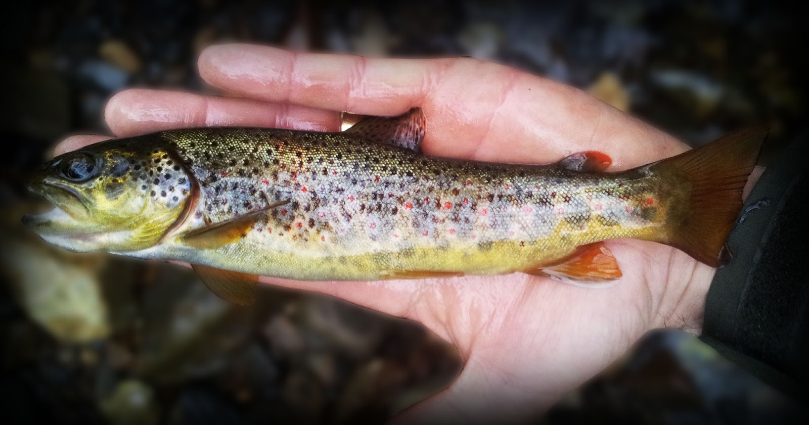 peche truite sous la pluie