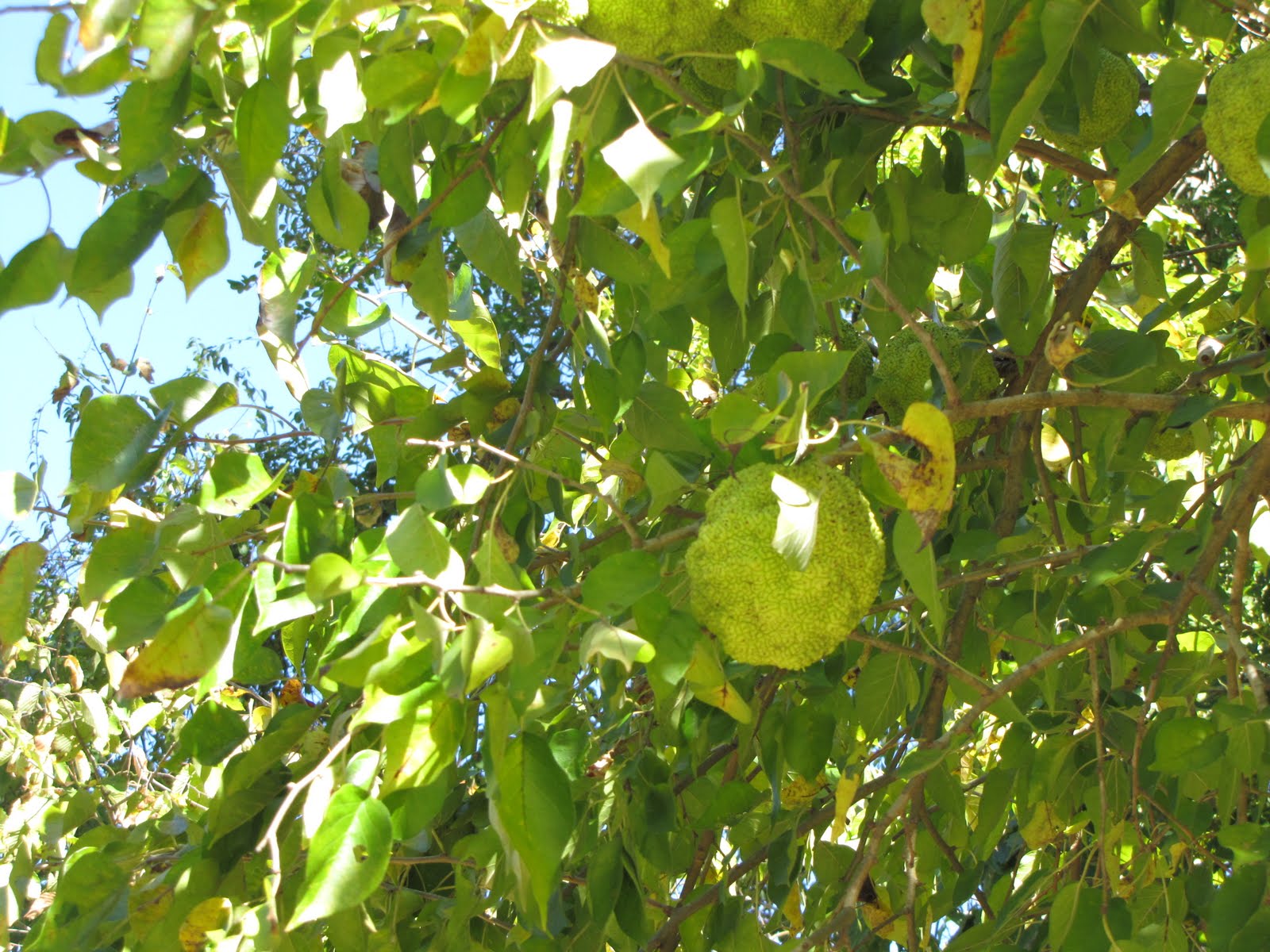 Folklife Friday Hedge Apples