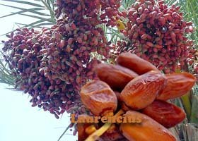 Kurma Buah-Kurma