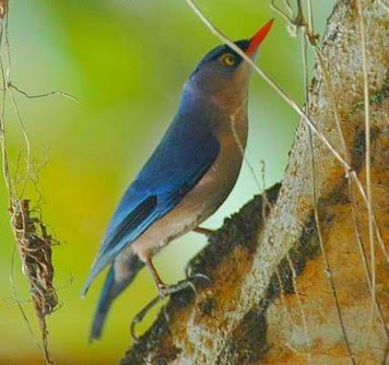 Gembala News Cara Merawat Burung Rambatan Jantan