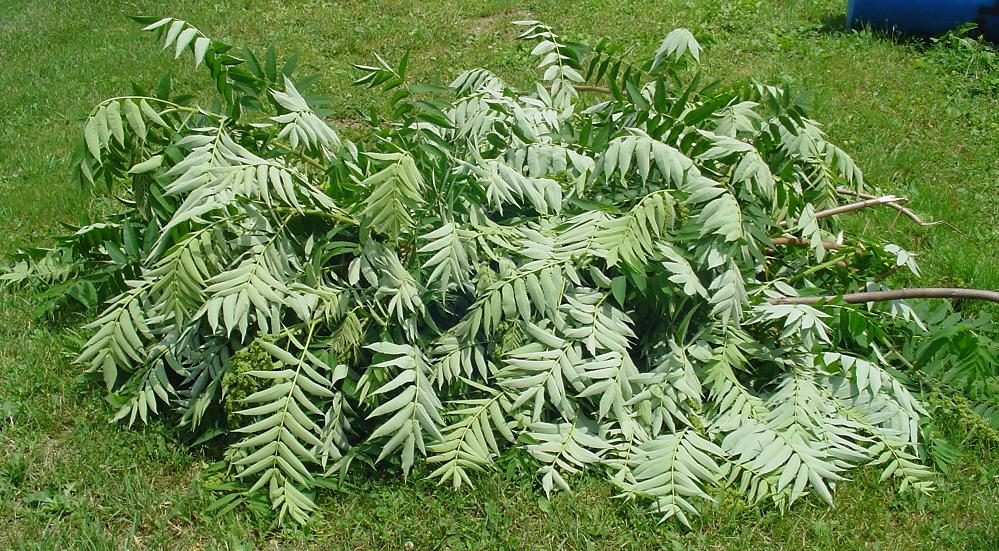 Art, beauty and wellordered chaos Sumac Dye, Part 1