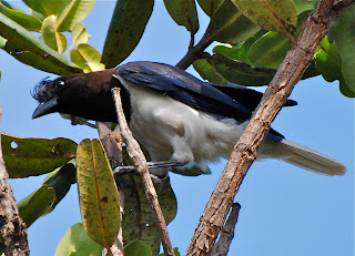 Curl-Crested Jay