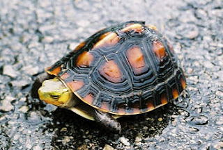 yellow margined box turtle
