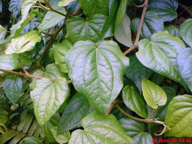 Saurs Land Tanaman Sirih Dan Khasiatnya