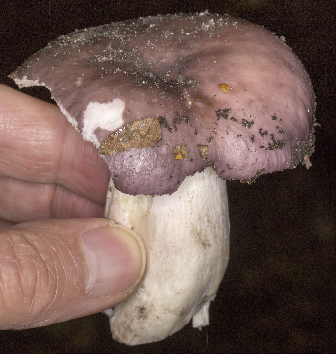 Russula cyanoxantha, Charcoal Burner. Oldbury Hill, 27 September 2014. Russula cyanoxantha, Charcoal Burner. Oldbury Hill, 27 September 2014.