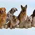 Mira diferentes razas de perros mas populares del mundo