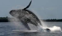 COSA SIGNIFICA SOGNARE UNA BALENA