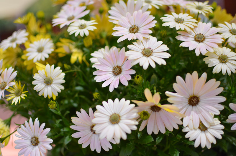 Serenity 'Spring Day'osteospermum, BallHort Spring Trials, Photo by Amy Renea of A Nest for All Seasons Serenity 'Spring Day'osteospermum, BallHort Spring Trials, Photo by Amy Renea of A Nest for All Seasons