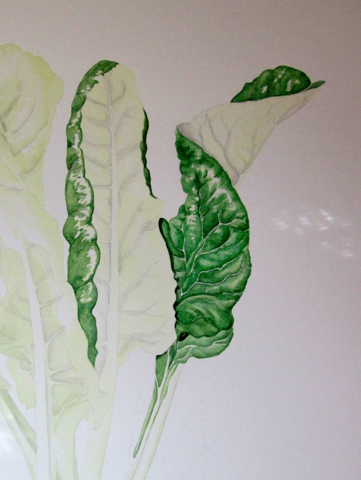 Holly's Daily Draw: Swiss chard greens