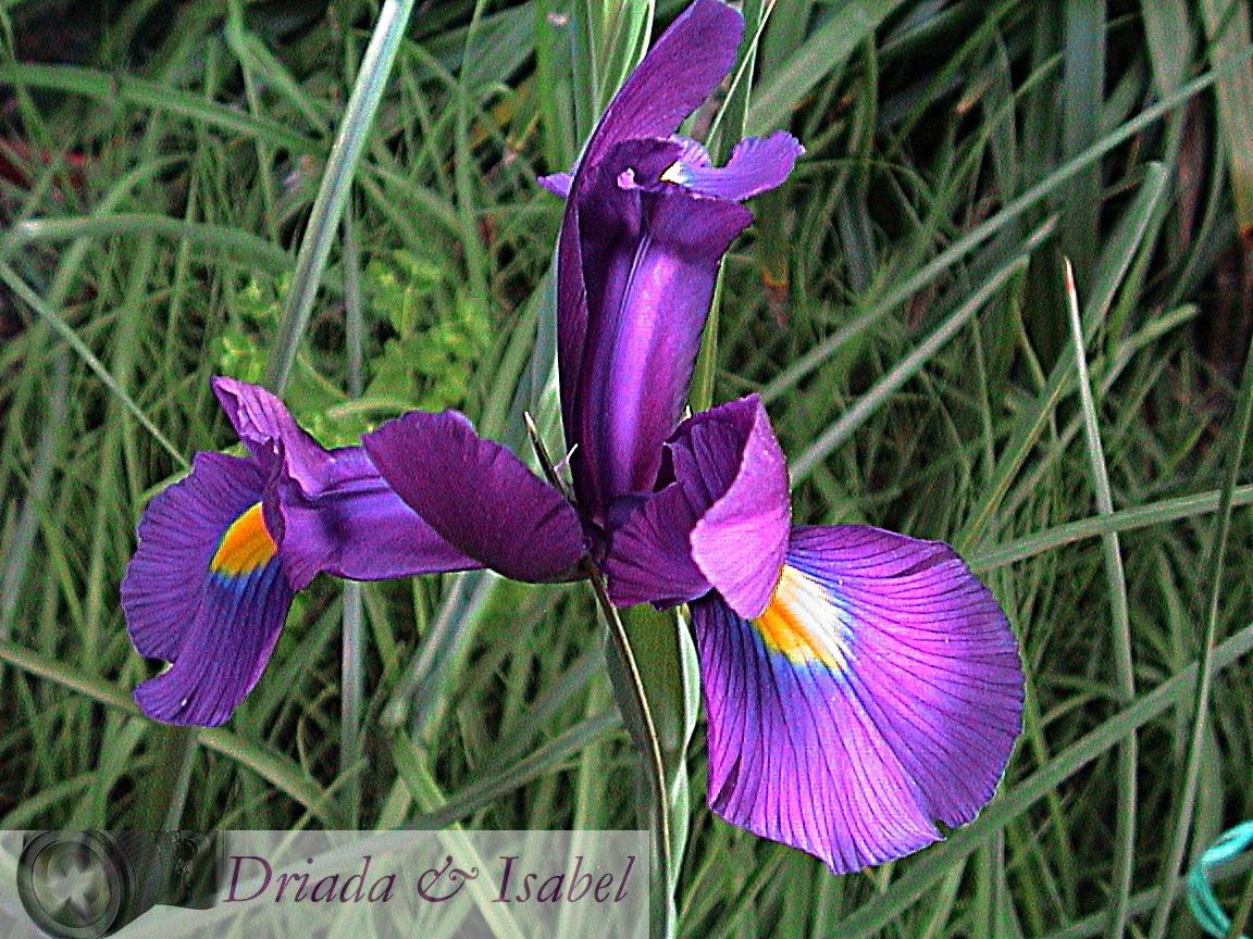 LA MAGIA DE MI JARDIN: IRIS