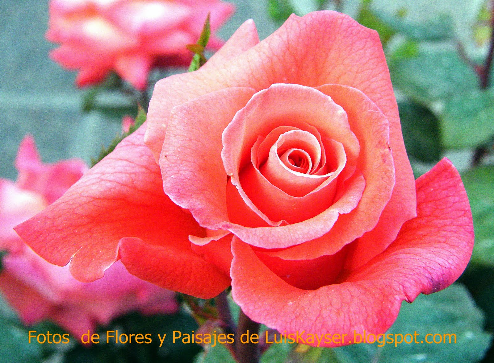 Fotos de Flores y Paisajes Bariloche: FLORES 1