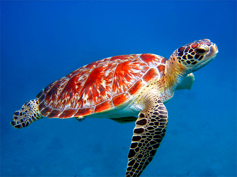 sea turtle red sea turtle red