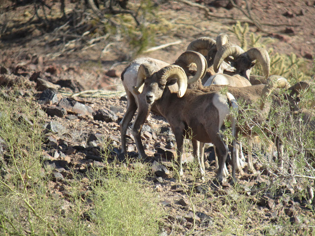 AZ+Desert+Bighorn+Sheep+Scouting+Pics+by+Colburn+and+Scott+Outfitters+9.JPG