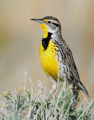 A Lark