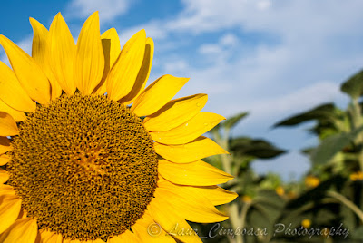 Floarea-Soarelui Sonnenblume Sunflower Tournesol Girasol