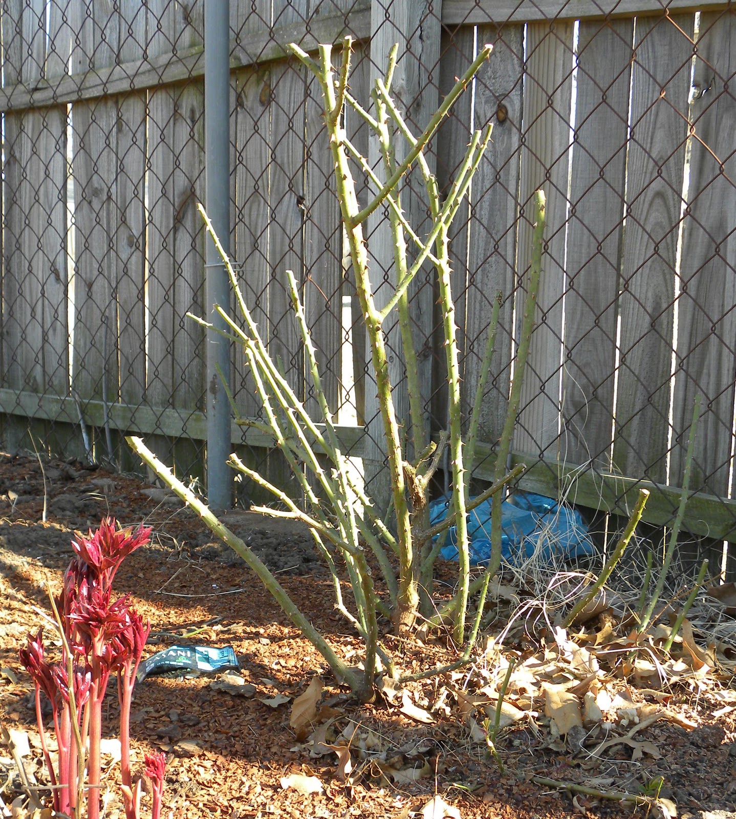 Red Dirt Roses Cut Back and Dig Up!