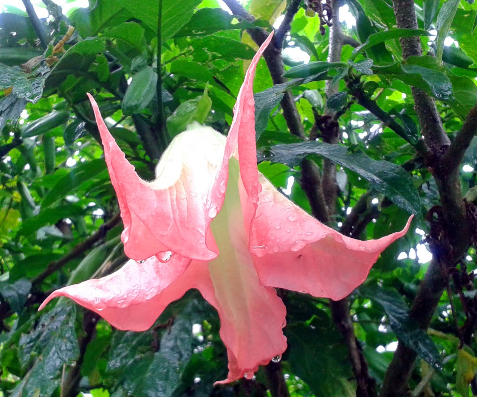 Flowery Bell ?