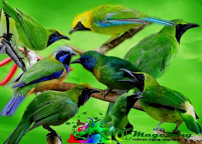 mp3 suara burung cucak ijo lengkap suara burung cucak ijo gratis full