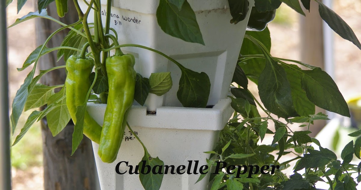 Living at My Farmhouse: Peter Piper Picked a Pepper--Not yet but Soon